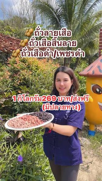 คุณออยนำเสนอถั่วสามเสือ ประกอบด้วยถั่วเสือสิ้นลาย ถั่วลายเสือ และถั่วเสือดำ